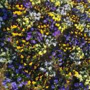 ヒメ日記 2026/03/03 08:50 投稿 恵(めぐみ) エッチな熟女(広島)