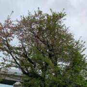 ヒメ日記 2026/04/14 14:10 投稿 恵(めぐみ) エッチな熟女(広島)