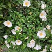 ヒメ日記 2026/04/14 18:03 投稿 恵(めぐみ) エッチな熟女(広島)