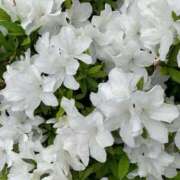 ヒメ日記 2026/04/22 06:50 投稿 恵(めぐみ) エッチな熟女(広島)