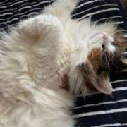 ヒメ日記 2025/09/27 19:33 投稿 安藤なな 大阪ぽっちゃり妻 谷九店