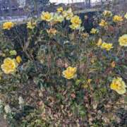 ヒメ日記 2025/02/15 20:43 投稿 天海あんな エステdeシンデレラ横浜（シンデレラグループ）