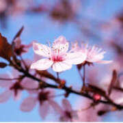 ヒメ日記 2025/03/13 07:34 投稿 花乃 人妻風俗チャンネル