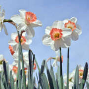 ヒメ日記 2025/03/21 08:02 投稿 花乃 人妻風俗チャンネル