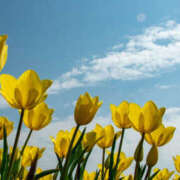 ヒメ日記 2025/03/24 07:57 投稿 花乃 人妻風俗チャンネル