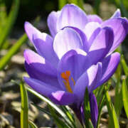 ヒメ日記 2025/03/29 09:30 投稿 花乃 人妻風俗チャンネル