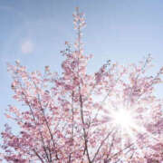 ヒメ日記 2025/03/31 15:17 投稿 花乃 人妻風俗チャンネル