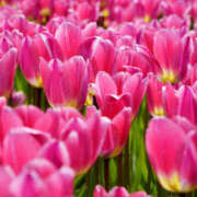 ヒメ日記 2025/04/14 12:13 投稿 花乃 人妻風俗チャンネル