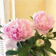 ヒメ日記 2025/07/11 09:17 投稿 花乃 人妻風俗チャンネル