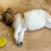 ヒメ日記 2025/10/25 08:56 投稿 花乃 人妻風俗チャンネル