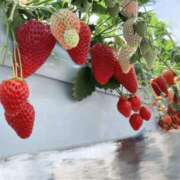 ヒメ日記 2025/03/12 09:04 投稿 しろ☆JACK CAST Ace(エース)