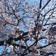 ヒメ日記 2025/04/14 09:09 投稿 しろ☆JACK CAST Ace(エース)