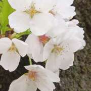 ヒメ日記 2025/03/30 21:04 投稿 りん 桃李（とうり）