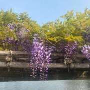 ヒメ日記 2025/04/23 08:45 投稿 さくら 新宿大久保 Aroma Cumpus