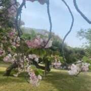 ヒメ日記 2025/04/23 20:30 投稿 さくら 新宿大久保 Aroma Cumpus