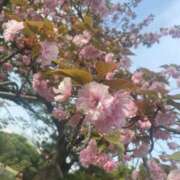 ヒメ日記 2025/05/24 08:45 投稿 さくら 新宿大久保 Aroma Cumpus