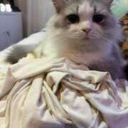 ヒメ日記 2025/10/01 18:06 投稿 プリン 吉祥寺角海老