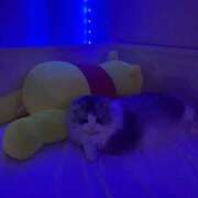 ヒメ日記 2026/02/05 21:16 投稿 プリン 吉祥寺角海老