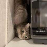 ヒメ日記 2026/02/27 13:45 投稿 あいり ルネッサンス