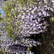 ヒメ日記 2025/04/29 17:43 投稿 佐藤 池田マッサージ