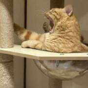 ヒメ日記 2025/10/03 10:51 投稿 かんな アラモード