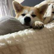 ヒメ日記 2025/11/15 08:53 投稿 かんな アラモード