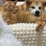 ヒメ日記 2026/01/21 20:44 投稿 かんな アラモード