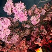 ヒメ日記 2025/04/12 04:27 投稿 うらら【ハイランク清楚】 STELLA TOKYO－ステラトウキョウ－