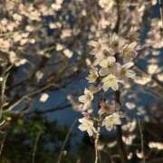 ヒメ日記 2025/04/13 05:33 投稿 うらら【ハイランク清楚】 STELLA TOKYO－ステラトウキョウ－