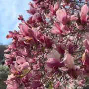 ヒメ日記 2025/05/21 19:53 投稿 うらら【ハイランク清楚】 STELLA TOKYO－ステラトウキョウ－