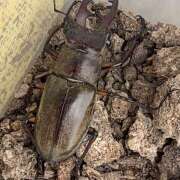 ヒメ日記 2025/07/01 18:40 投稿 みやま an_an（アンアン）