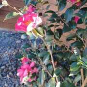 ヒメ日記 2024/12/24 12:25 投稿 みえ 夢の国デリランド