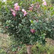 ヒメ日記 2025/03/30 06:44 投稿 みえ 夢の国デリランド