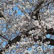 ヒメ日記 2025/04/03 08:55 投稿 みえ 夢の国デリランド