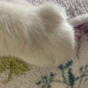 ヒメ日記 2025/11/17 22:18 投稿 りか パイセン