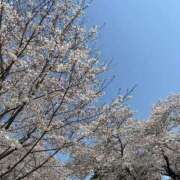 ヒメ日記 2025/04/08 08:33 投稿 うみ マーガレット