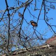 ヒメ日記 2025/01/01 11:56 投稿 しらゆり 熟女の風俗最終章 高崎店