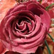 ヒメ日記 2024/12/15 22:22 投稿 横田 熟女の風俗最終章 新横浜店