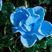 ヒメ日記 2024/12/18 00:46 投稿 横田 熟女の風俗最終章 新横浜店