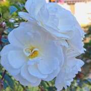 ヒメ日記 2024/12/18 11:56 投稿 横田 熟女の風俗最終章 新横浜店