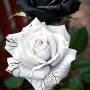 ヒメ日記 2024/12/19 11:42 投稿 横田 熟女の風俗最終章 新横浜店