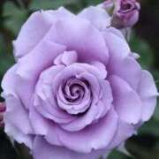 ヒメ日記 2025/03/11 09:26 投稿 横田 熟女の風俗最終章 新横浜店