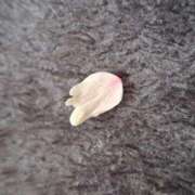 ヒメ日記 2025/04/10 11:26 投稿 横田 熟女の風俗最終章 新横浜店