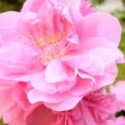 ヒメ日記 2025/04/12 13:09 投稿 横田 熟女の風俗最終章 新横浜店