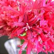 ヒメ日記 2025/07/29 14:47 投稿 横田 熟女の風俗最終章 新横浜店