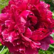 ヒメ日記 2026/01/27 01:50 投稿 横田 熟女の風俗最終章 新横浜店