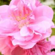 ヒメ日記 2026/02/05 18:56 投稿 横田 熟女の風俗最終章 新横浜店