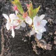 ヒメ日記 2026/03/01 21:27 投稿 横田 熟女の風俗最終章 新横浜店