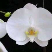 ヒメ日記 2026/03/16 19:02 投稿 横田 熟女の風俗最終章 新横浜店