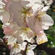 ヒメ日記 2026/03/19 17:29 投稿 横田 熟女の風俗最終章 新横浜店